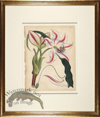 Andrews Botanicals in Gold Frame 01